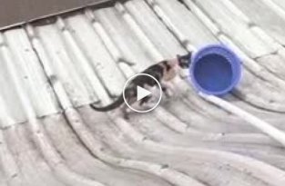 Спасение кошки которая застряла на крыше дома