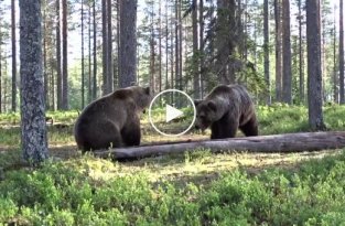 Впечатляющий бой двух медведей в лесу