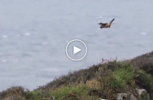 Необычная чайка Джонатан Ливингстон и ее талант равновесия в воздухе