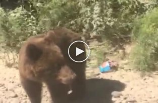 Прикормленный медведь