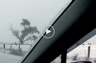 Необычное зрелище из Австралии кенгуру на снегу