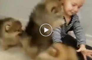 Забавные маленькие собачки развлекают ребенка