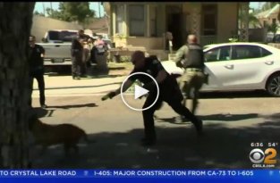 Злющий питбуль напал на служебного пса во время ареста сбежавшего подозреваемого