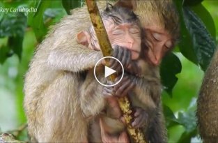 Взрослая обезьяна прикрыла от дождя осиротевшего детёныша