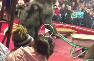В Карелии в ходе выступления в цирке медведь напал на дрессировщика