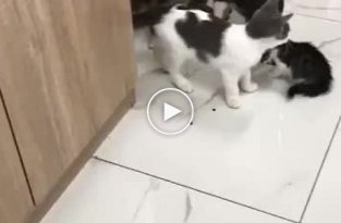 Жадный котенок отказался делиться кормом со своими сородичами