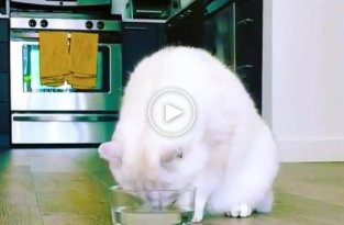 Кот, который впервые узнал, что такое желе