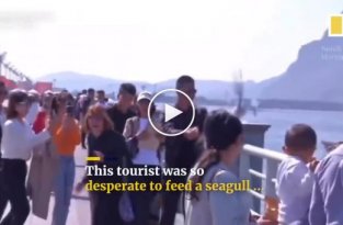 Китайские туристы насильно кормили чайку для фото