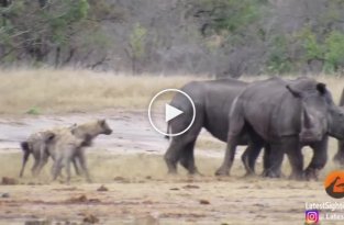 Стая гиен заметила раненого носорога и набросилась на него