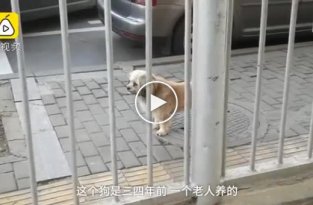 В Китае верная собака три года ждет умершего хозяина возле больницы