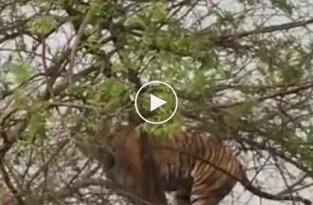 Тигр залез на дерево, чтобы добраться до обезьяны