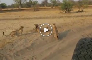 Два молодых гепарда оградили свою мать от агрессивного самца