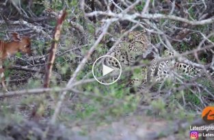 Леопард на несколько часов подружился с детёнышем антилопы