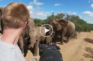 Слоны обнаружили наблюдавшего за ними фотографа и решили познакомиться поближе