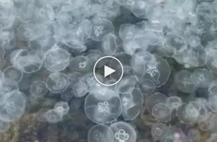 В Севастополе нашествие медуз