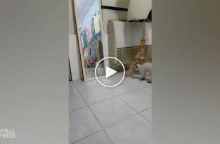 Грозный котёнок пытается напугать своего злейшего врага, спрятавшегося в зеркале
