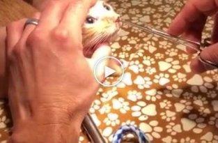 Извлечение паразита из носа кота