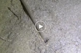 Гигантский червь поразил австралийского фридайвера