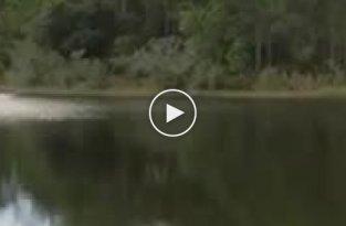 Орел выхватил рыбу, пойманную журавлем из пруда