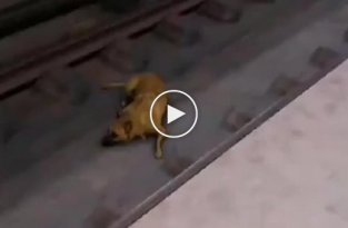 Собака на железной дороге