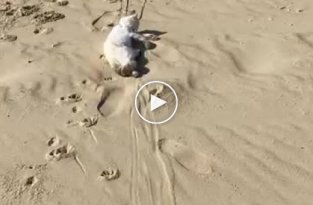 Кот на поводке протащил своего ленивого товарища по пляжу