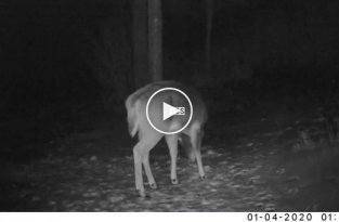Захватывающее и уникальное видео показывает, как олень сбрасывает свои рога