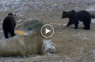Медведица не позволила самцу приблизиться к своему детёнышу