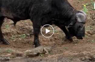 Крокодил встал на пути разгневанного буйвола