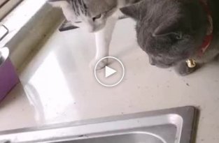 Рыбе не понравилось, что за ней наблюдают коты