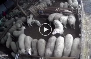 Овца неожиданно напала на работника фермы в загоне
