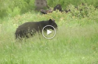 Любопытному медведю пришлось спасаться от скунса бегством