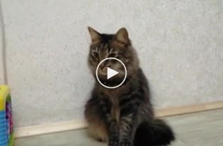 Смешная реакция кота на звук отрываемого скотча