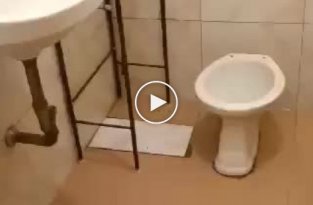 Попытка сбежать из туалета у мыши
