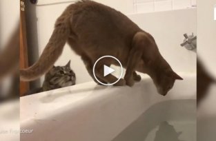 Кот сбросил своего конкурента в ванну к хозяйке