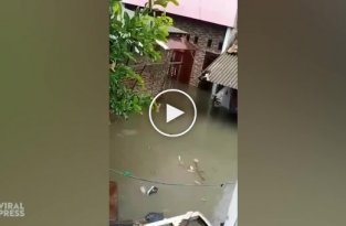 Кот преодолевает водную преграду после наводнения )