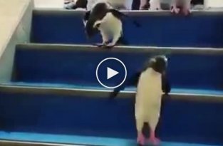 Пингвины спешат на помощь
