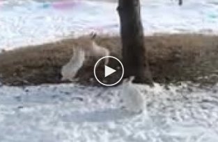 Три кролика устроили забавную потасовку