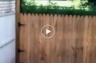 Мужчина сильно ошибался, когда решил, что забор удержит его собаку