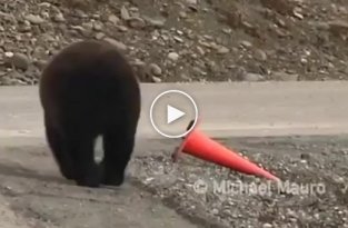 Навел порядок медведь поставил на место дорожной конус