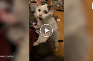 29-летняя кошка просит хозяйку её погладить