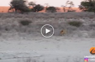 Идущая к водопою гиена не заметила притаившихся львов