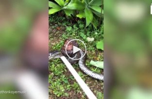 Мужчина спас змею от ядовитой жабы