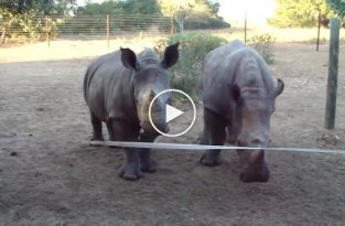 Как на самом деле звучат носороги