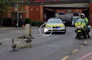 Полицейские перекрыли движение, чтобы сопроводить семейство гусей