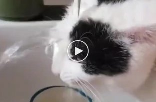 Притча о котике в раковине