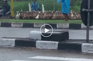 Укротители уток переводят через дорогу своих животных