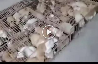 В Китае спасли 700 кошек от съедения