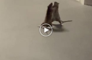 Кошка предпочла не вмешиваться в драку двух крыс