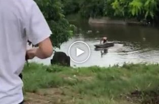 Бравый пес спас «тонущего» в реке хозяина