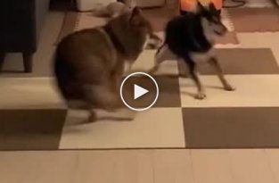 Необычно синхронные танцы у двух забавных собак